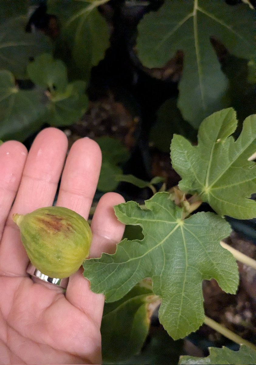 Zone6figger tweet media