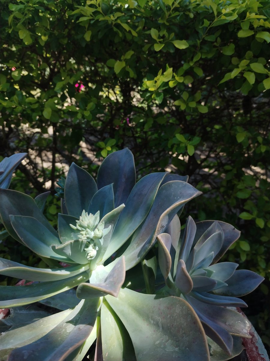 Shamithra tweet media