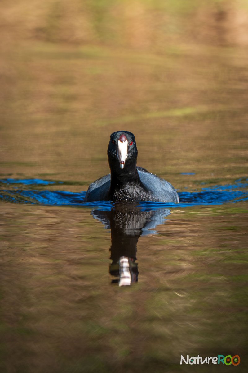 NatureROO's tweet photo. Still water.
A slow approach.
A flash of red.
An American Coot at Lost Lagoon.

#NatureROO #AmericanCoot #LostLagoon #StanleyPark #WildlifePhotography #QuietMoments #VancouverWildlife https://t.co/ju3l9s4zeS