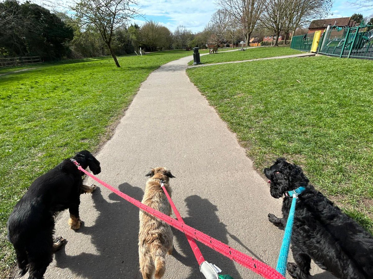 Sir Wilbur (CBE) 😊🐶 tweet media