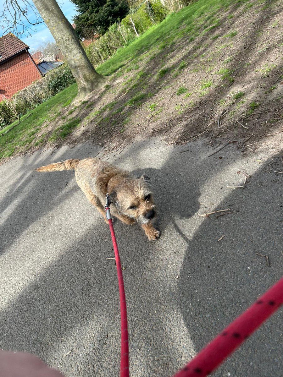 Sir Wilbur (CBE) 😊🐶 tweet media