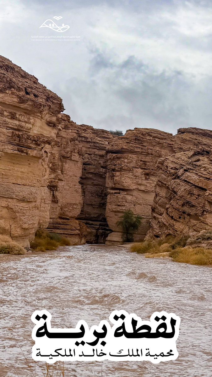 هيئة تطوير محمية الإمام عبدالعزيز بن محمد الملكية tweet media