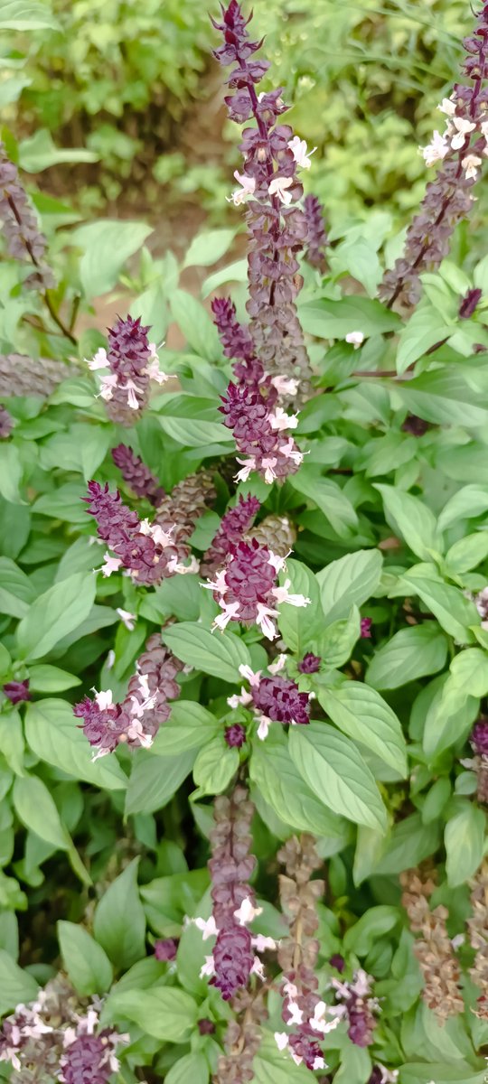 Mary Quinn tweet media