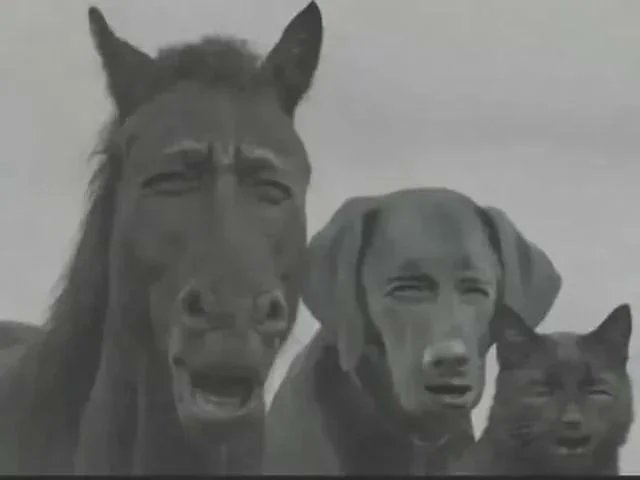 Disasterollogy tweet media