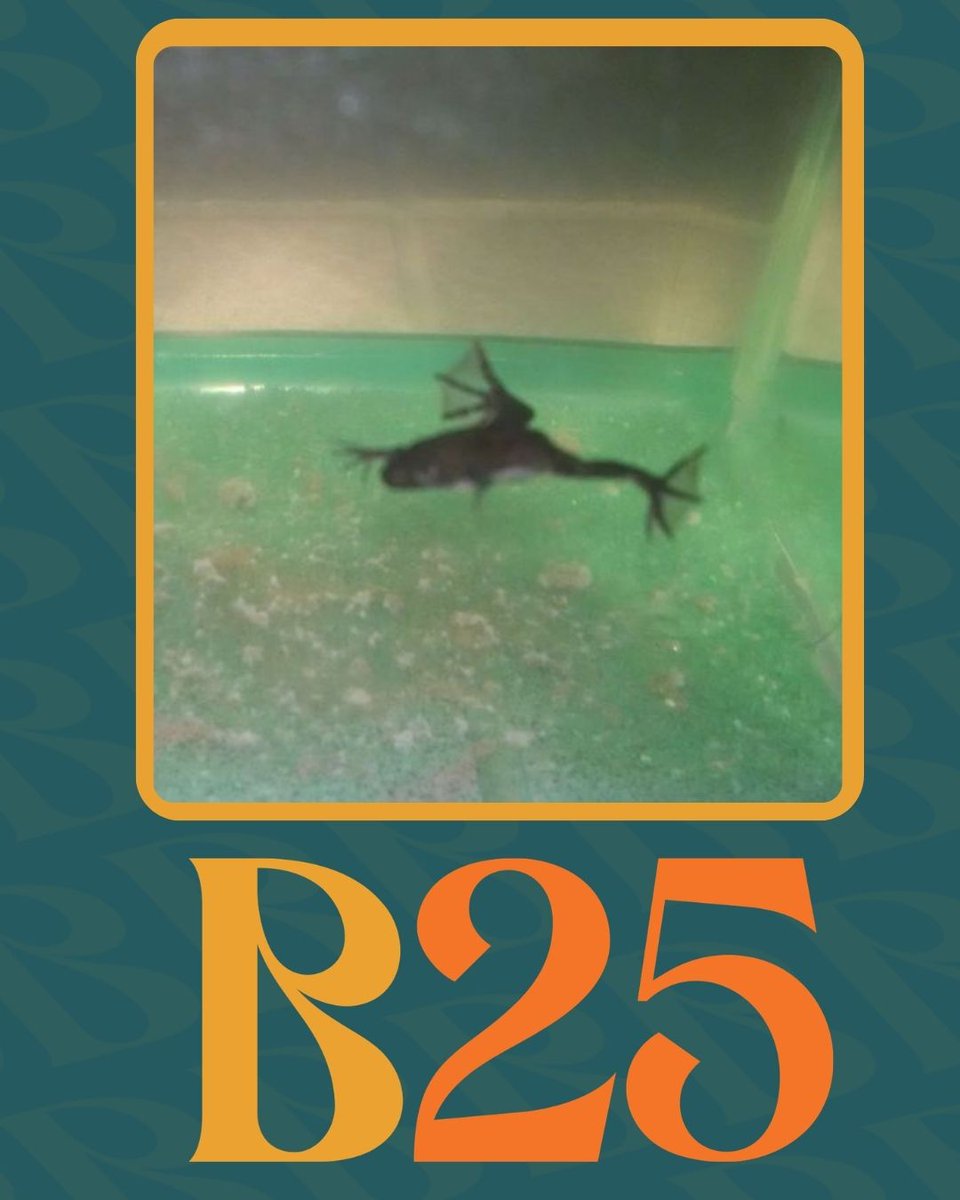 #ThrowbackThursday 
For #BouncePath’s 15th anniversary and our new tagline, Bounce | Leap | Succeed, Gina bought a tadpole named Leap in hopes of nurturing it to a frog. Well, 
3 attempts later, we learned frogs aren’t our thing. But it did make for a good story. 
RIP Leap
#bp25