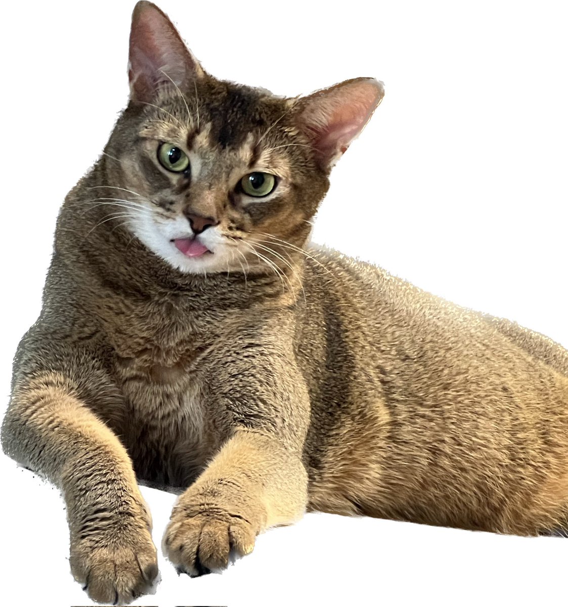 ❀꒰ʟᴀʟɪsᴀヾᴛᴇɴʟᴇᴇ 555₊˚. tweet media