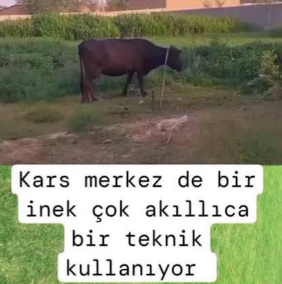 arirang⊙⊝⊜🪭 tweet media