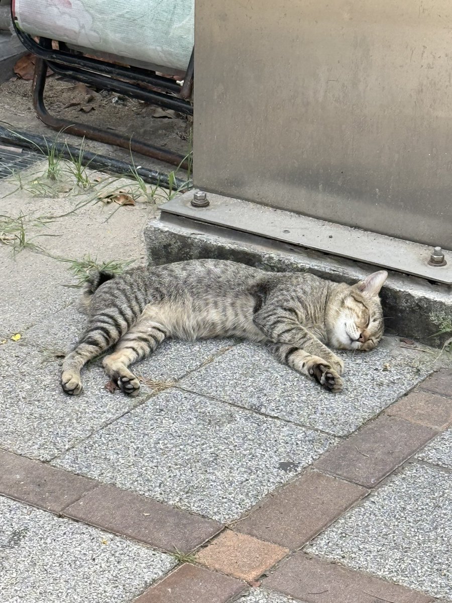 Sleepyhead 🫩 สาขา 2 tweet media