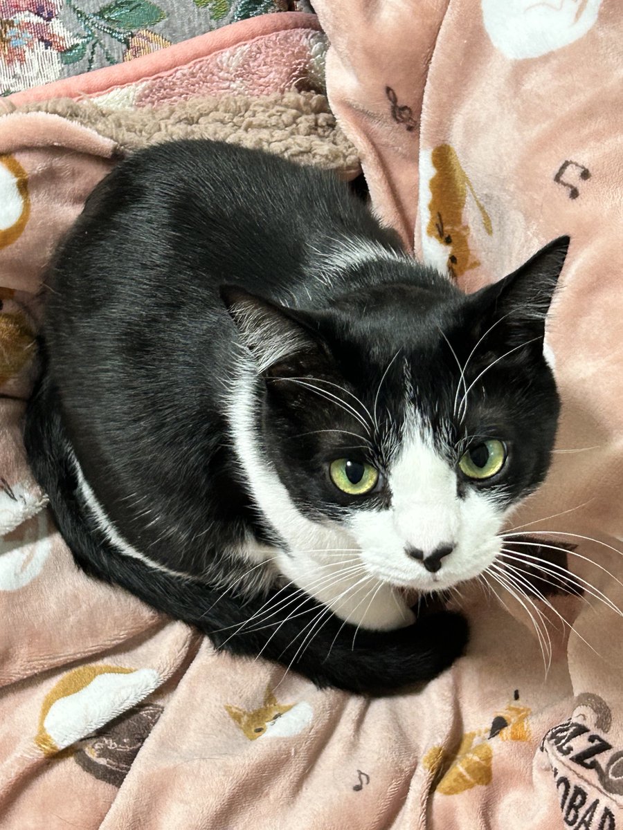 幸せだった昨日にアンニョン✋
おやすみにゃさい😴

#今日のおココ #白黒ハチワレ 
#今日のむぎちゃん #キジ白
#猫