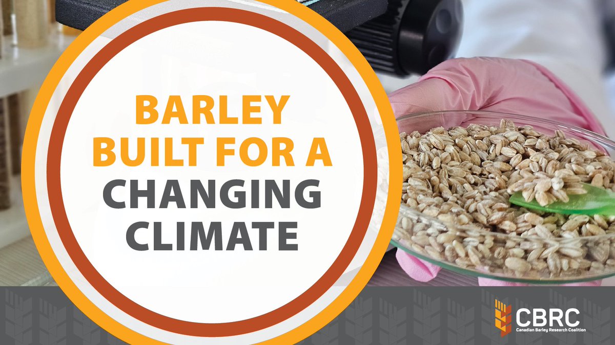 Canadian Barley Research Coalition tweet media