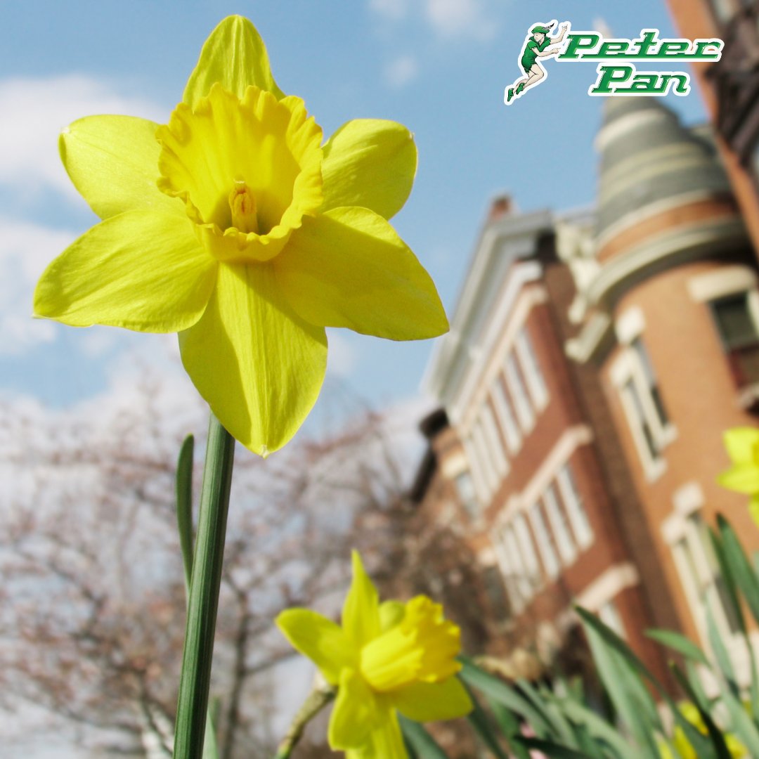 Peter Pan Bus Lines tweet media