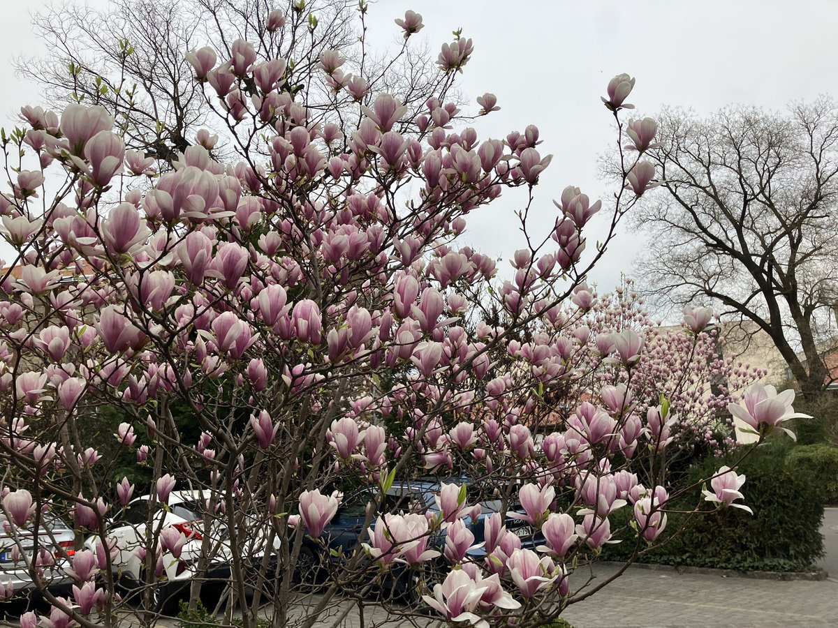 raccoon 🦝🧷Ⓐ🍄 tweet media