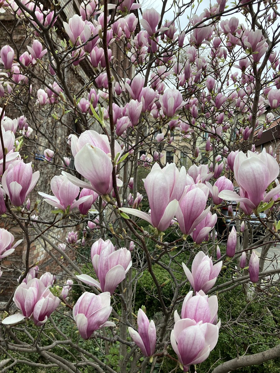 raccoon 🦝🧷Ⓐ🍄 tweet media