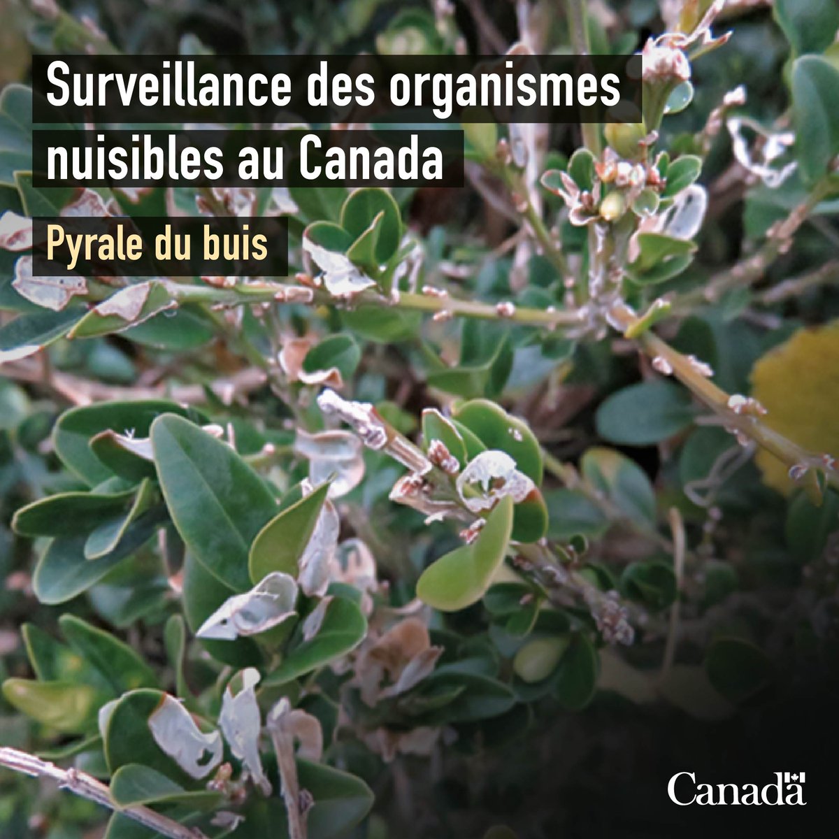 Agence canadienne d'inspection des aliments tweet media