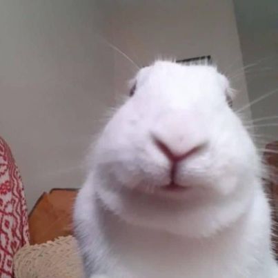 Chatear con Peace Maker tweet media