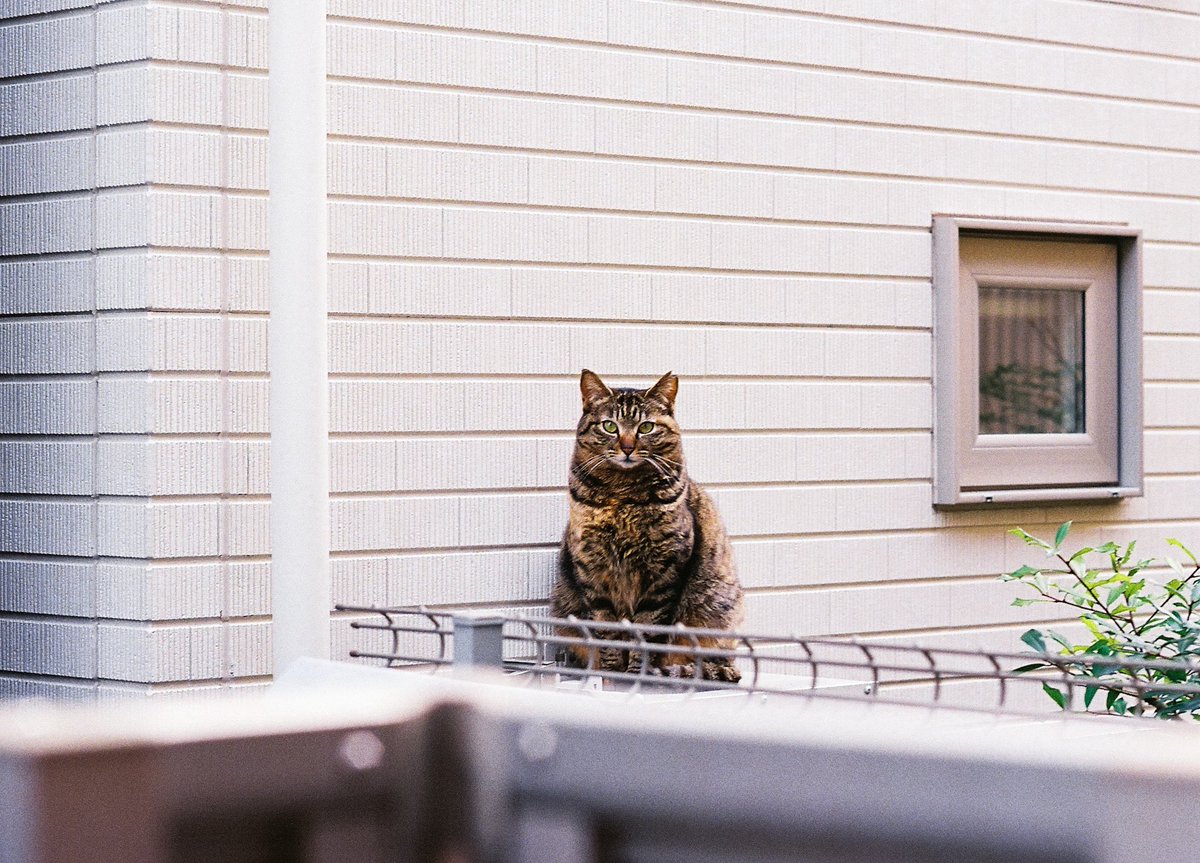 退去立ち会い

Nikon F3
NIKKOR-H Auto 85mm f1.8
FUJIFILM 400

退去立ち会いの時に猫がいたのですかさず撮った一枚でした

#nikon
#nikonf3
#film
#フィルムカメラ
#オールドレンズ