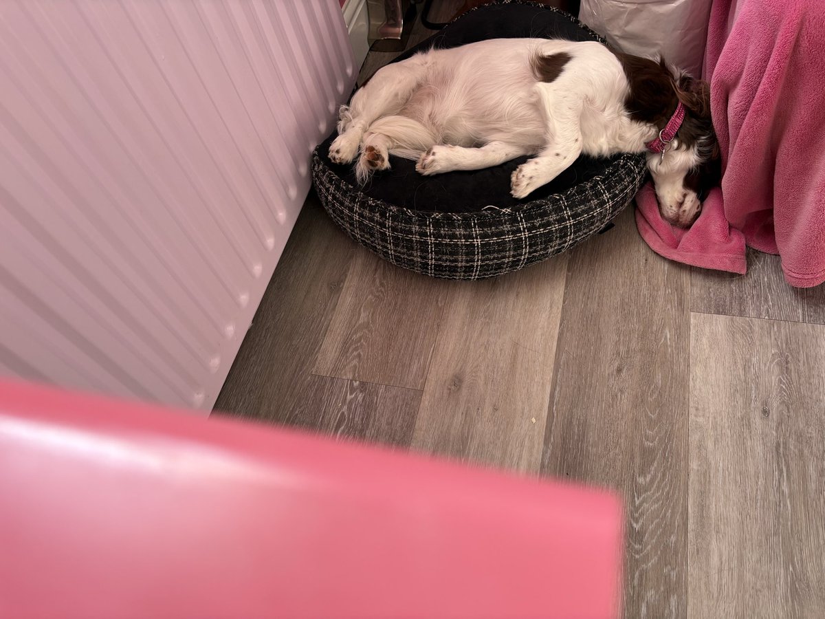 Nile the Border Collie tweet media