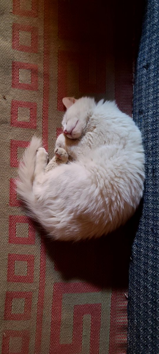 أُسـامة tweet media