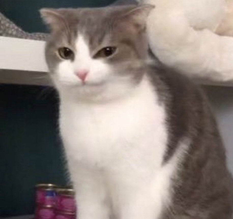 catpirate ∞ tweet media