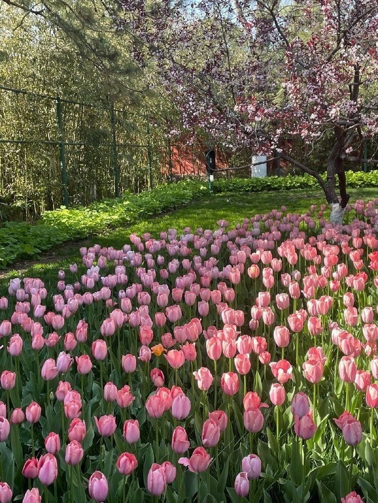 Only Tulips tweet media