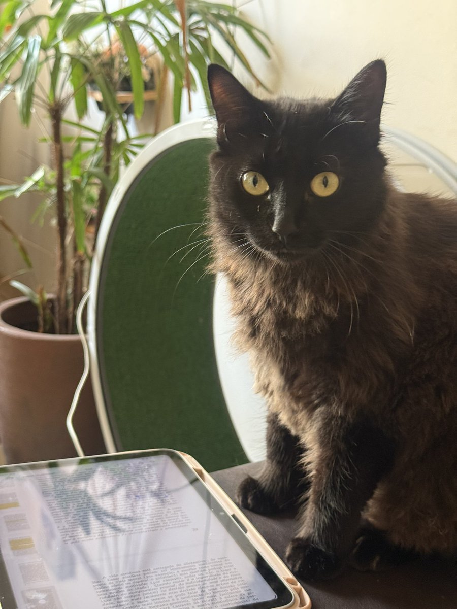 gaby ferraz tweet media