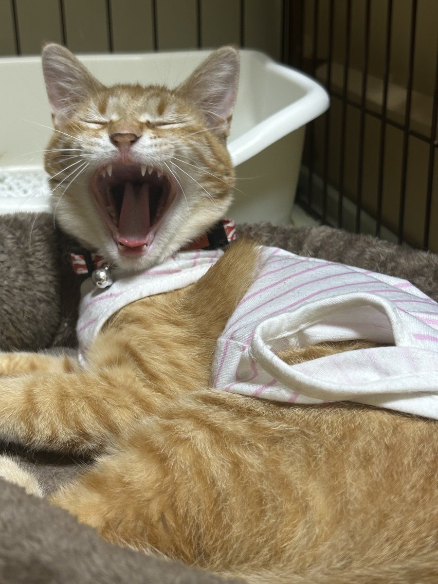 まぐろん tweet media