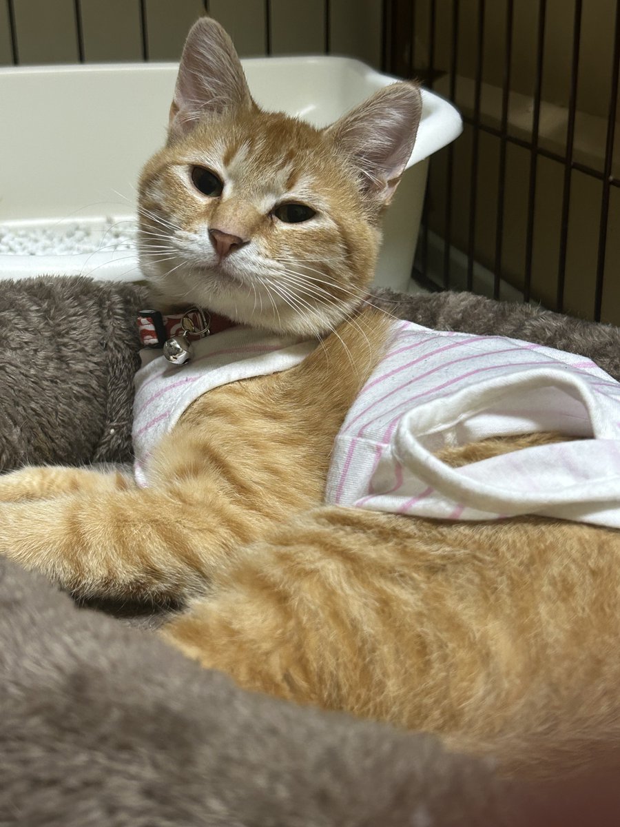 まぐろん tweet media