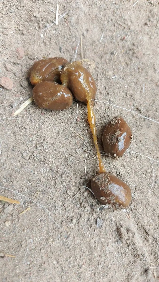 Kingsley Egbonyi 🐐 tweet media