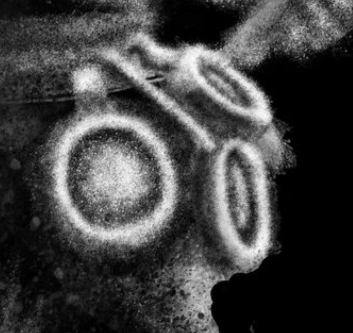 Sun Lariat tweet media