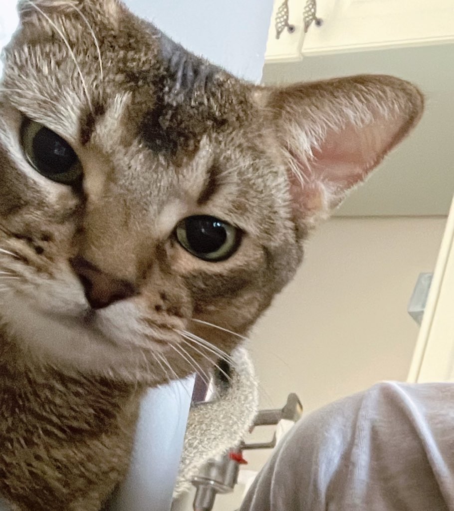 เดอะจูบี tweet media