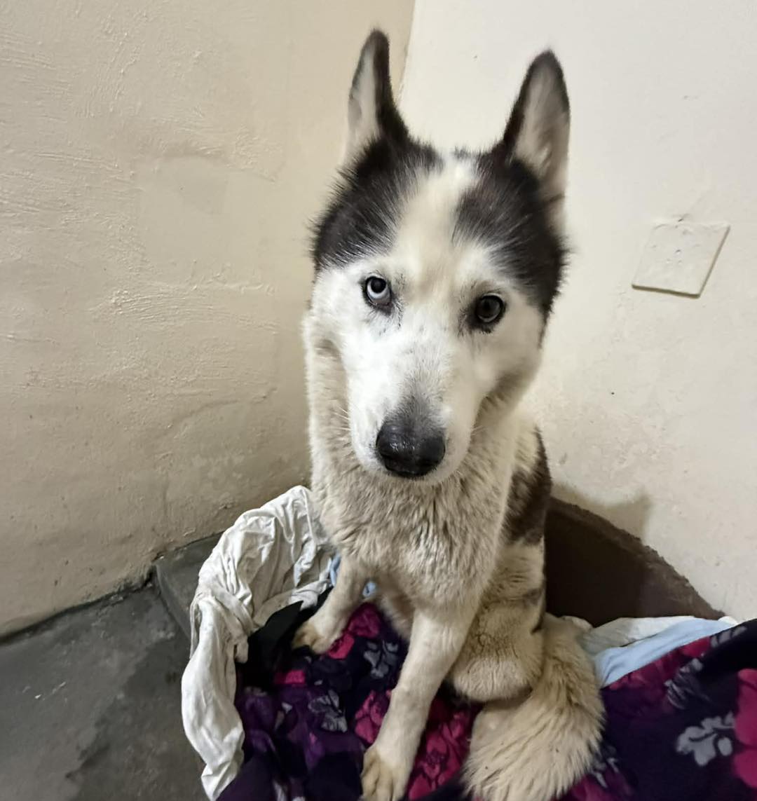 rescuedoggypaws's tweet image. Azure is settling in slowly to kennels in #Lancashire  but she is being won around by tasty treats and fusses
She has been caught hiding her food away to save (this often means they have come from a place where they panic about food) 
dogonastring@hotmail.co.uk
#Preston #Preesall