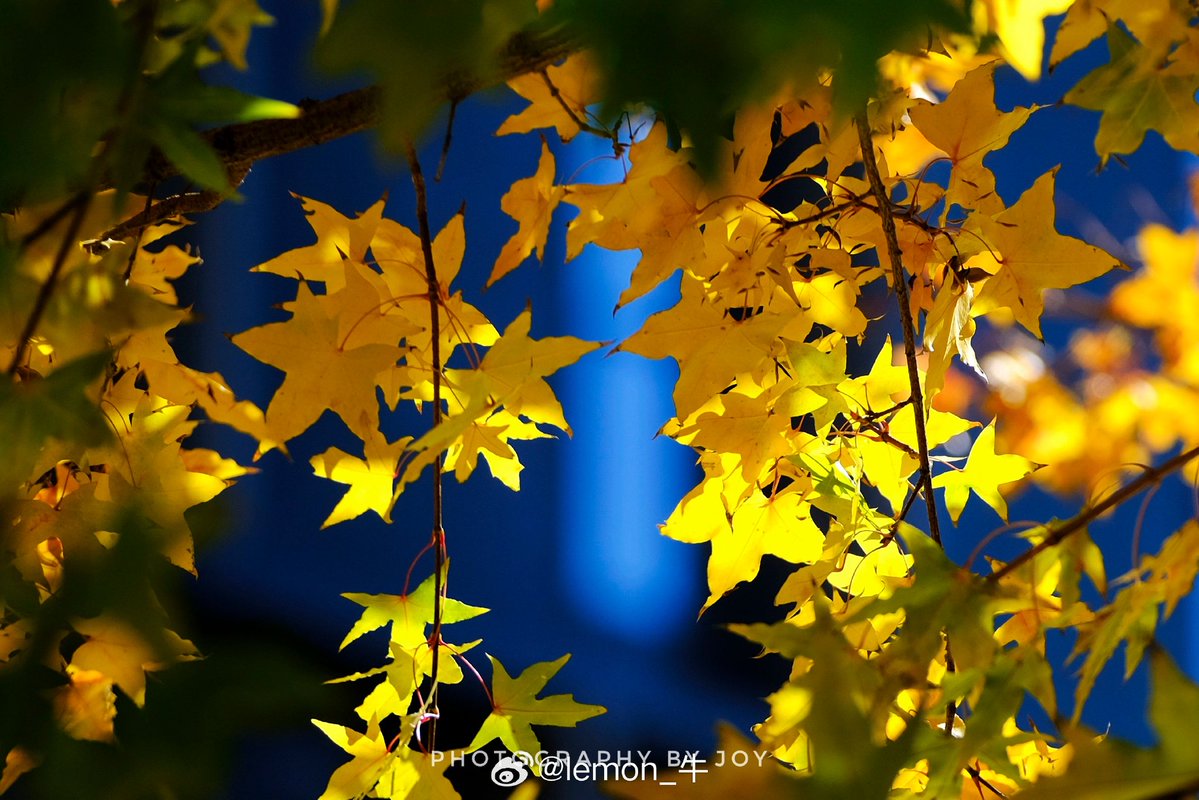 Tom McCarthy tweet media