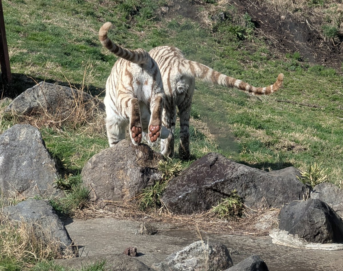 こむぎまる tweet media