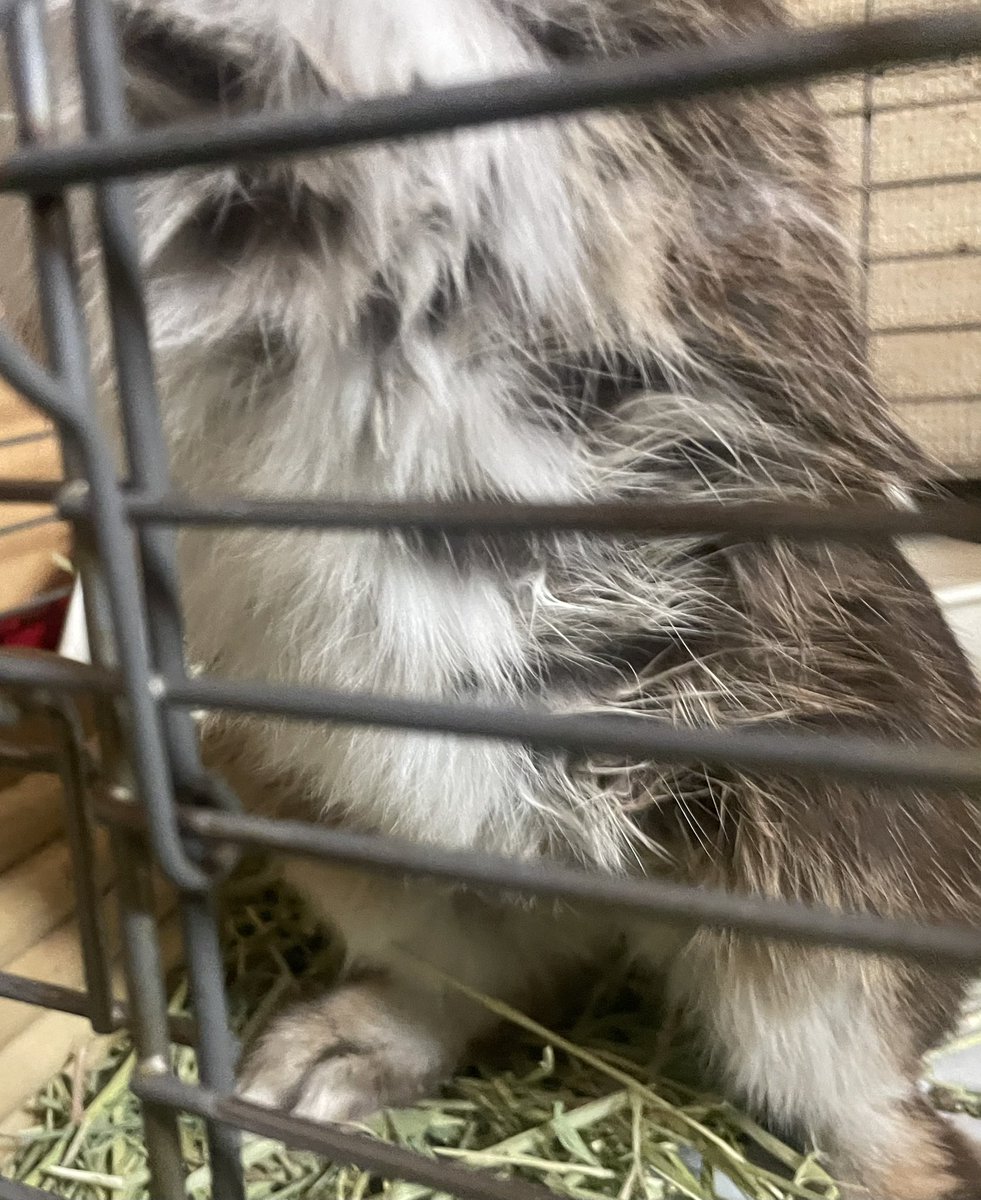 そら🐰のお腹の毛が固まって抜ける。
顎も毛が固まる。
病気だろうか？