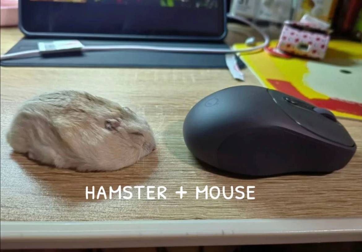 Tweets Of Hamster tweet media