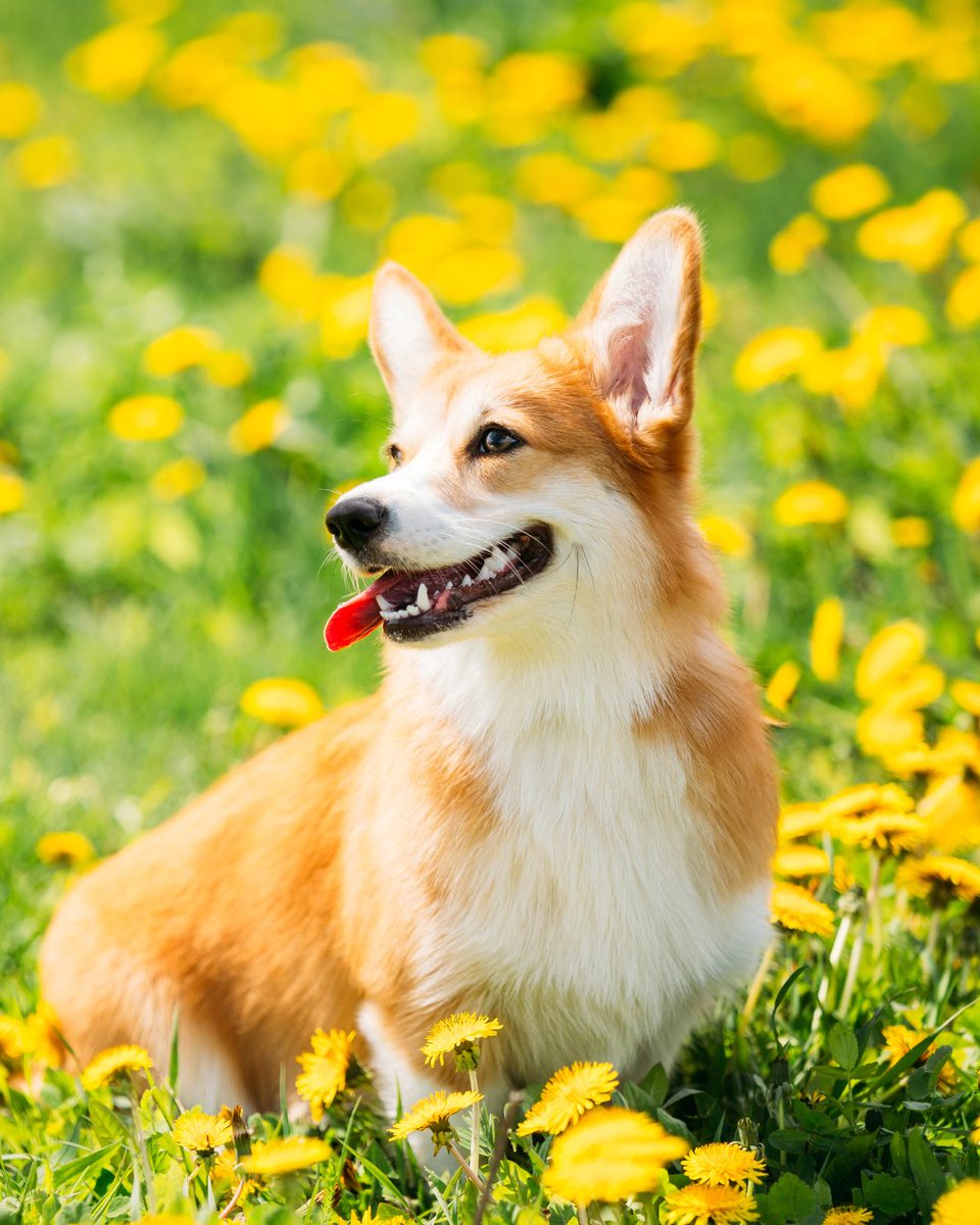 DogSpaColorado's tweet image. Spring smells, muddy paws, and happy pups 🌼🐾 

After all that outdoor fun, let J~M Dog Spa handle the cleanup with professional grooming your pet will love. 

Book today: dogspacolorado.com

 #DogSpaColorado #SpringVibes #PamperedPup #DogGrooming