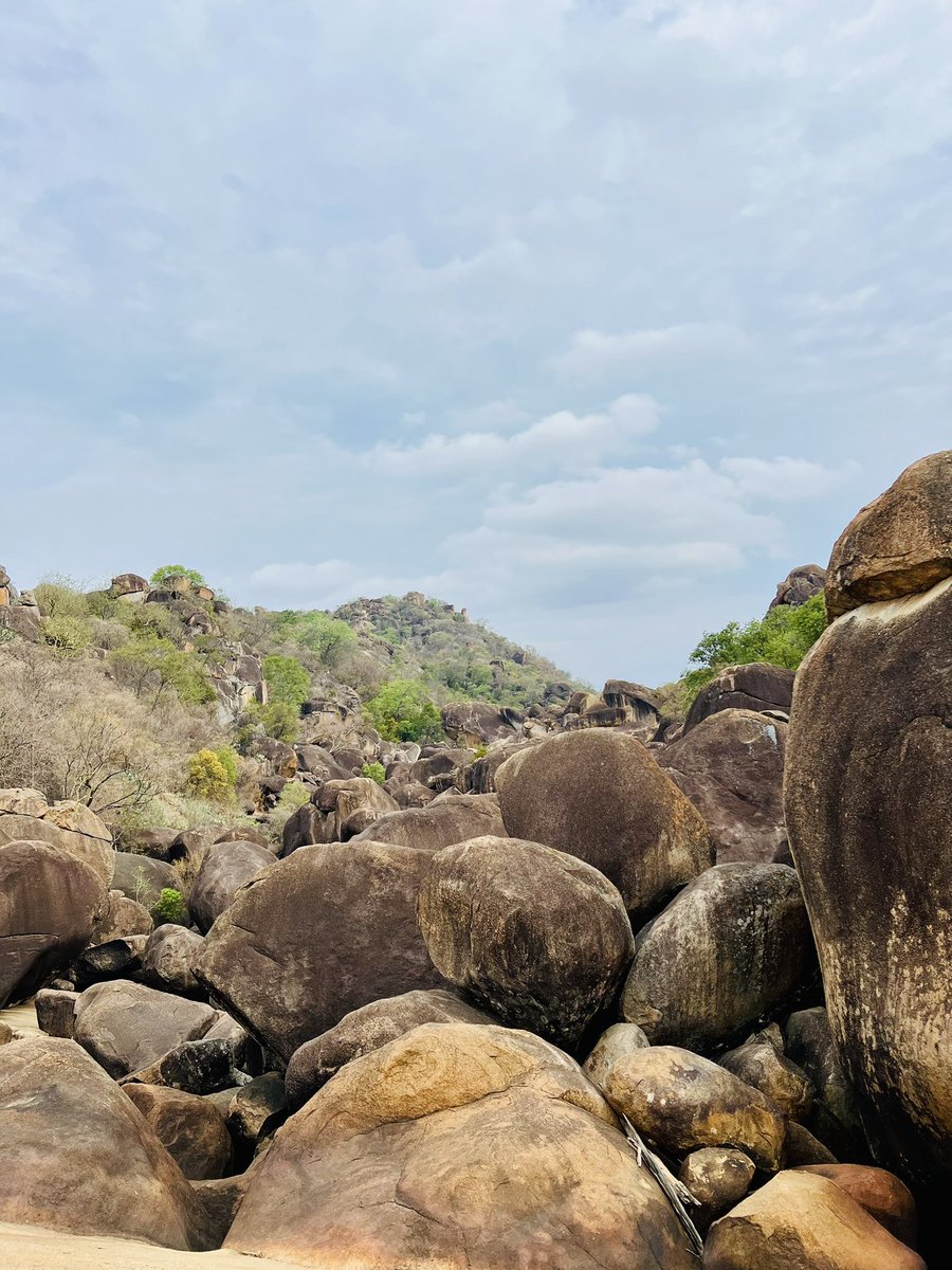PTChimusoro's tweet image. I might act okay, but deep down I miss my favorite national park in Zimbabwe. 

Matobo is calling, and I hear that call. It’s a journey that has to happen soon. 

#TravelZimbabwe