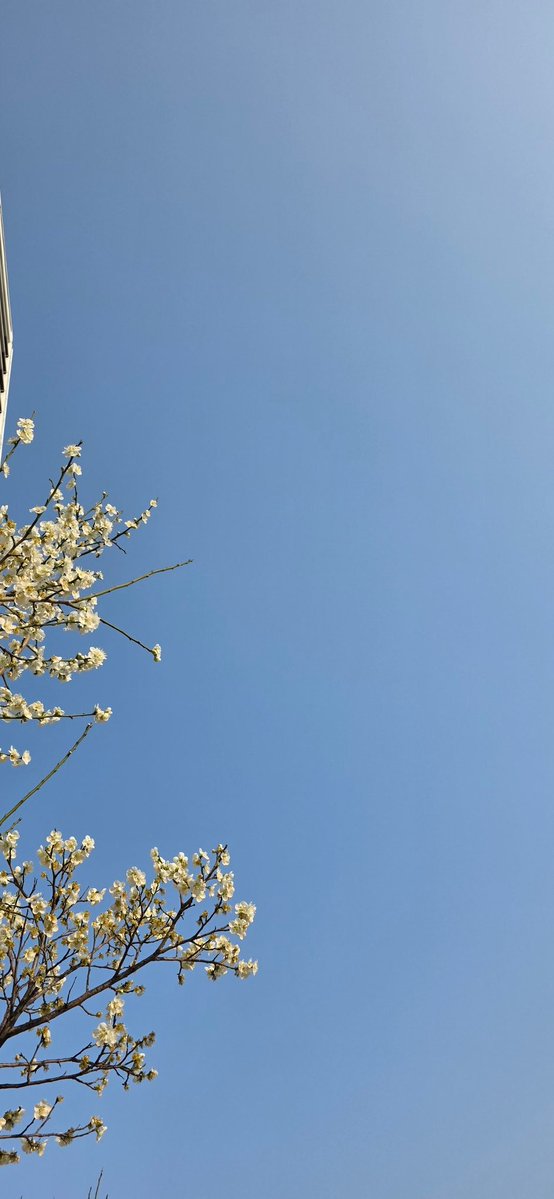 bini_so_ng tweet media