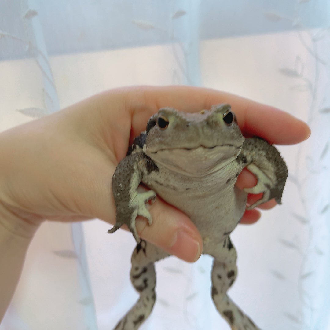 ホケｷｮ🐸🔰 tweet media