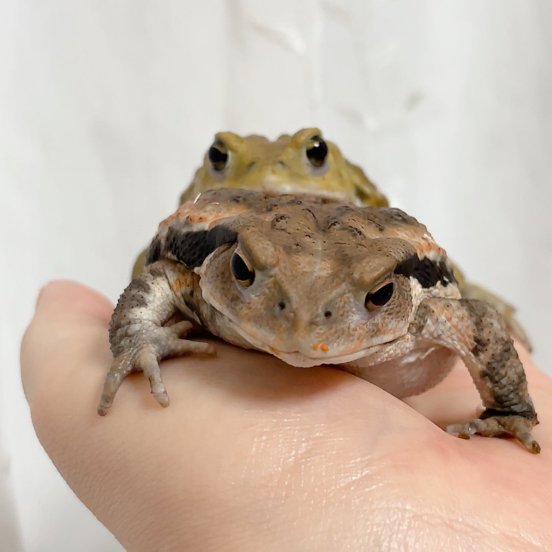 ホケｷｮ🐸🔰 tweet media