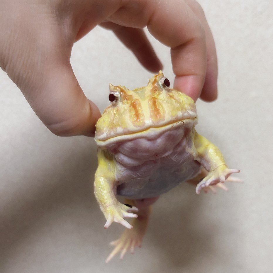 ホケｷｮ🐸🔰 tweet media