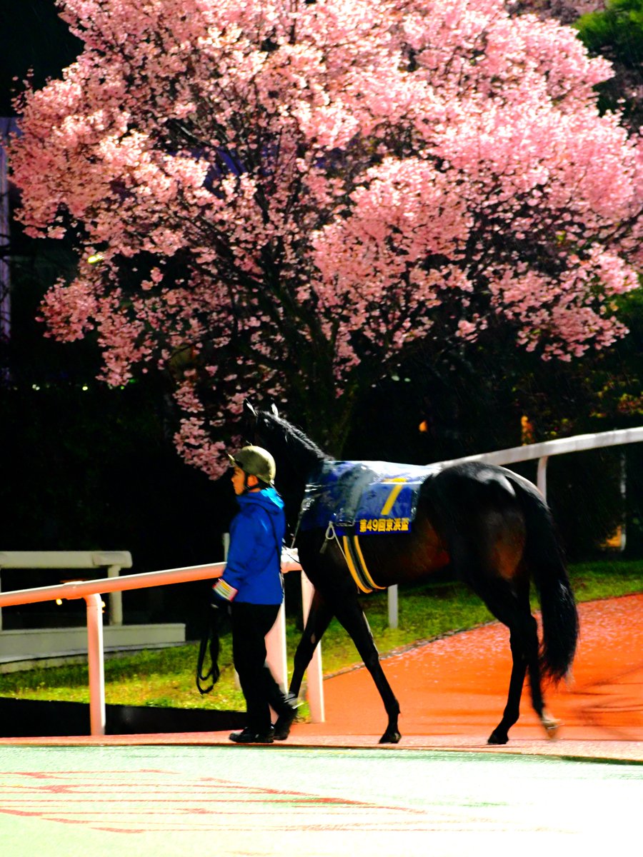 MakeFarmTokyo's tweet photo. 🐴カタリテ
2026年3月25日大井競馬場
京浜盃ダ1700m 3着

写真はブレブレが多くて数少ないやつを雰囲気でごまかしてます笑。カタリテ民の方はよかったらどうぞ～ https://t.co/1CVuEFiF8r
