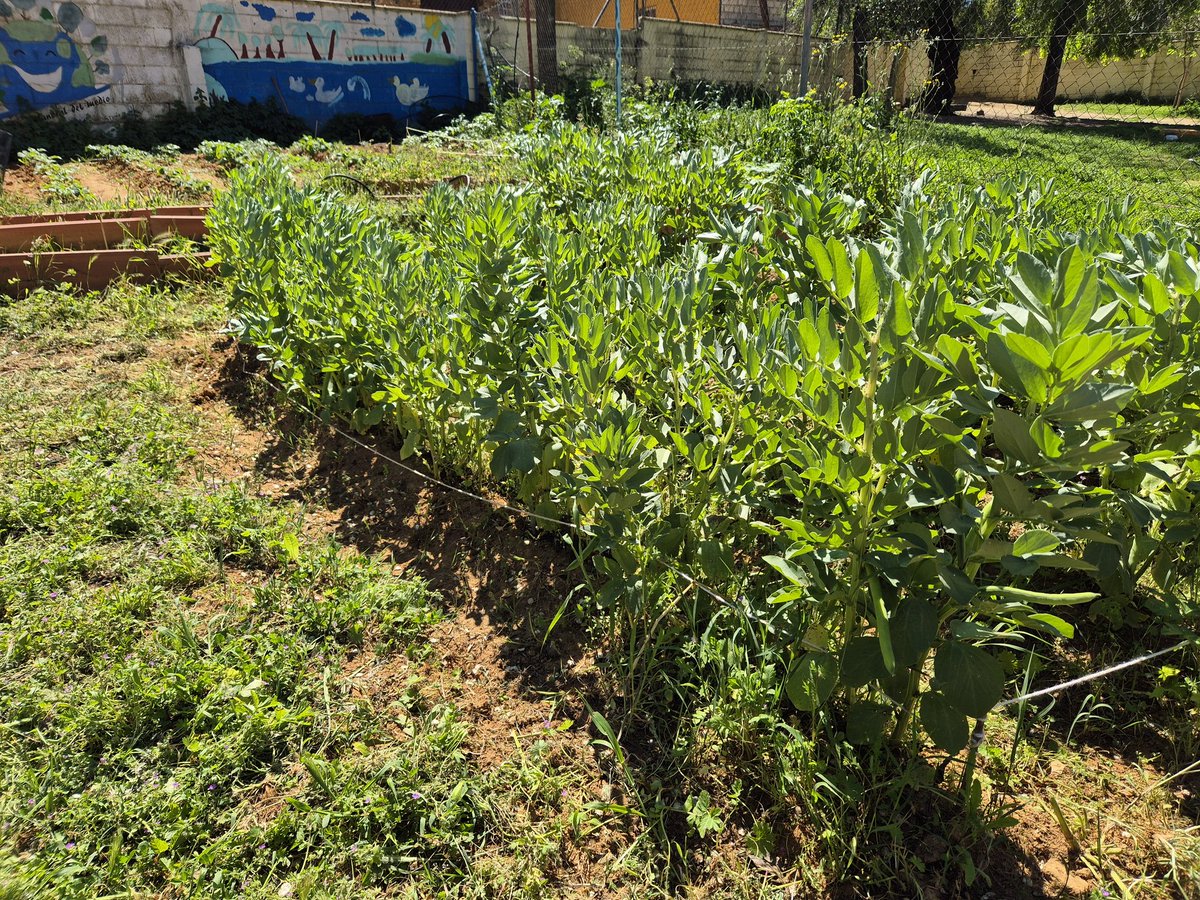 CEIPCERVANTES1's tweet photo. Llegó la primavera🌻a nuestra escuela y comenzamos a recoger habitas del huerto 🐝🐛🌱🐞🌾 @EducaAnd @DG_IFP @cepse4 @MedioAmbAND https://t.co/4c3aOAgKN7
