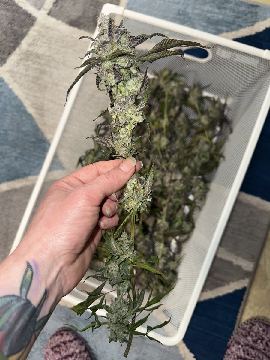 Highly Ganjanous tweet media