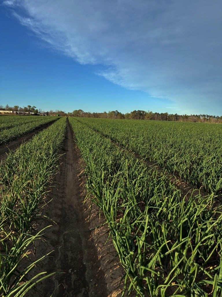 foxpackaging's tweet photo. Vidalia season is almost here and our bags are ready for it. The 2026 crop held up through a tough winter, and Vidalia onions make up roughly 40% of the sweet onion category. 🧅 https://t.co/gNZ4DE9ZpL
