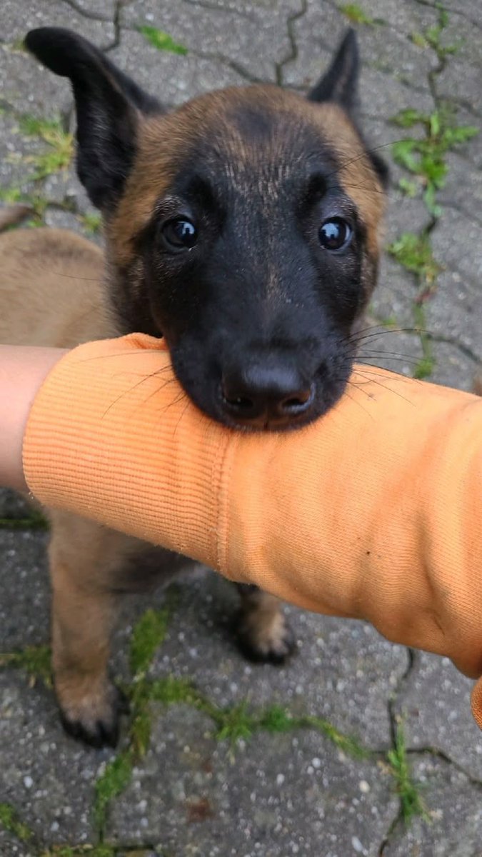 Sharkbait? I found Sharkbait! Or he found me.

Come pup, let's go find your papa