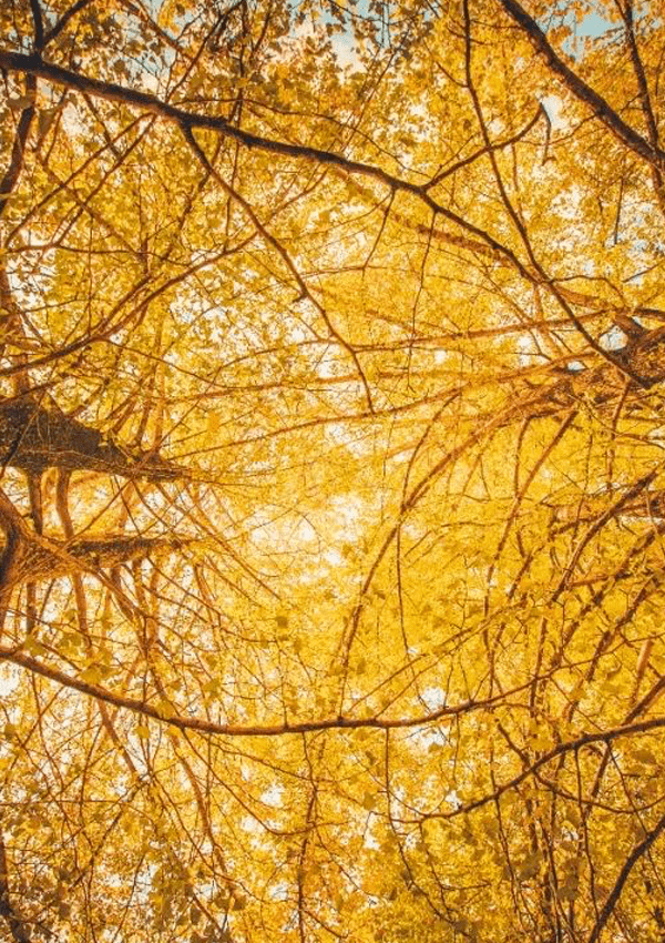 Mike senejoa tweet media