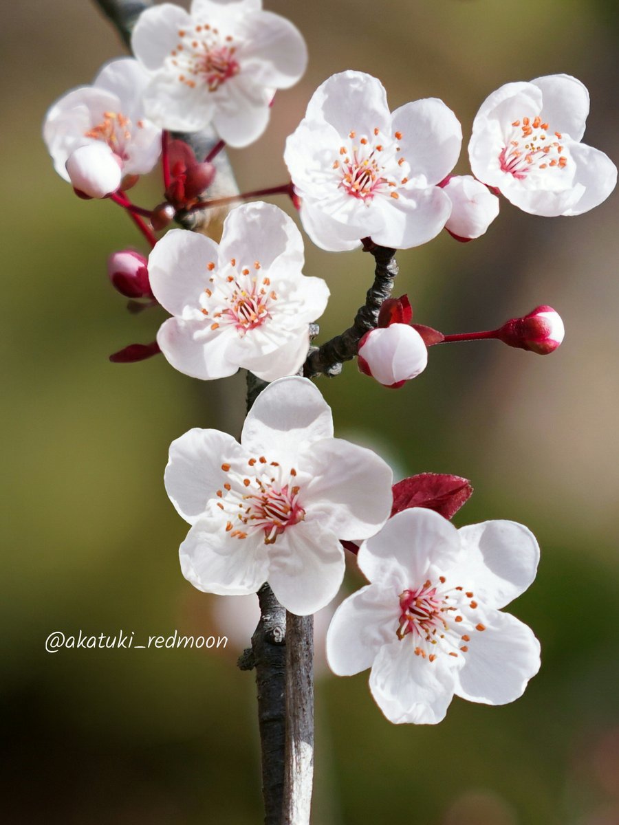 ロンバケ tweet media