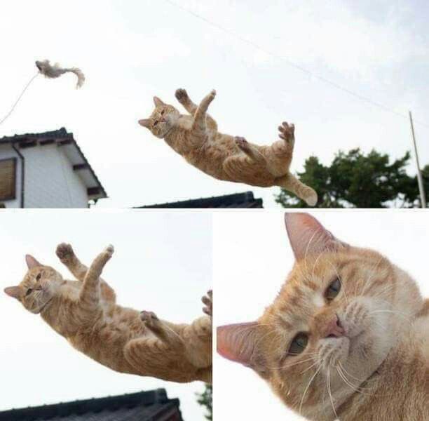 No Cats No Life tweet media