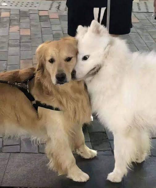 ม๋าด้วง tweet media